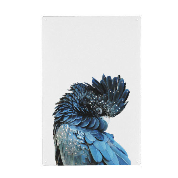 Metall Poster "Blue Bird Art" artboxONE - Tiere - Papagei,Vogel,Tropische vögel - Blechschild