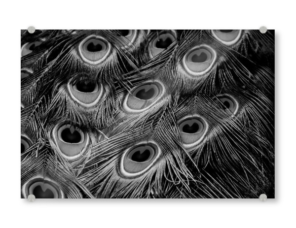 Acrylglasbild "Pfauenfedern Muster schwarzweiß" artboxONE - Natur,Tiere,Schwarzweiß - Pfauenfedern,Federn,Muster,Pattern,Pfau