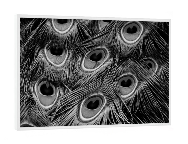 Poster mit weißem Rahmen "Pfauenfedern Muster schwarzweiß" artboxONE - Natur,Tiere,Schwarzweiß - Pfauenfedern,Federn,Muster,Pattern,Pfau