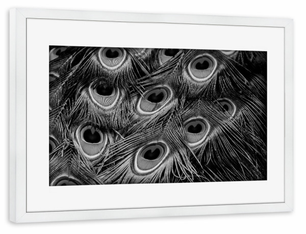 Poster mit Rahmen weiß "Pfauenfedern Muster schwarzweiß" artboxONE - Natur,Tiere,Schwarzweiß - Pfauenfedern,Federn,Muster,Pattern,Pfau