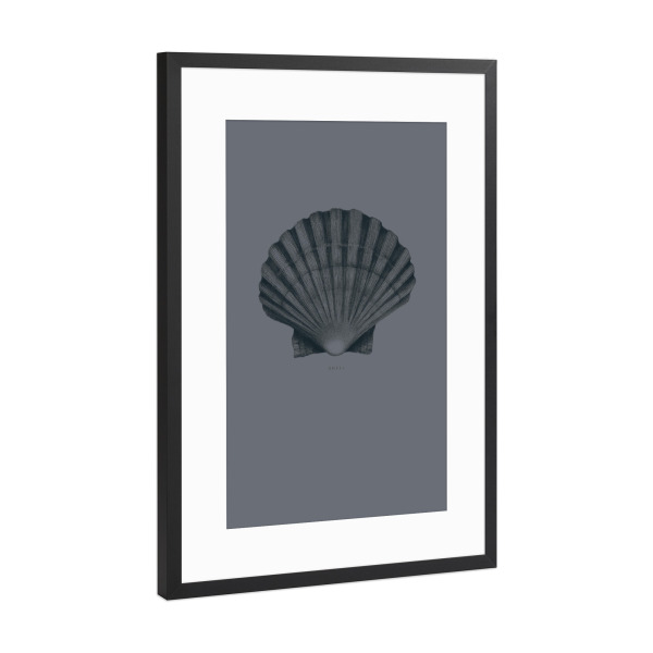 Poster mit Rahmen Schwarz (Metallic) "Beautiful shell grey" artboxONE - Unterwasser