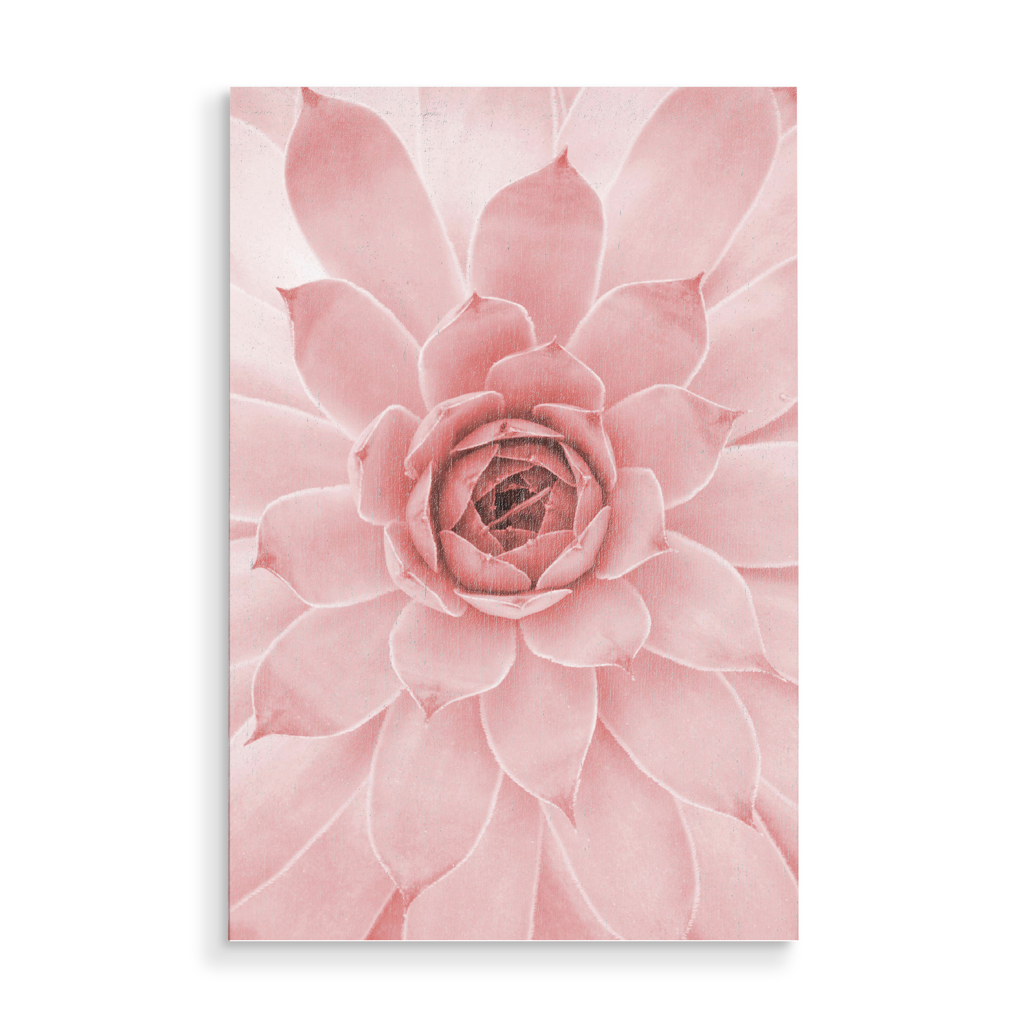 Holzbild "Pale Pink Succulent" artboxONE - Natur,Floral - Succulent,Desert