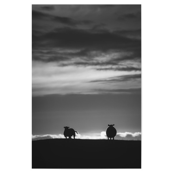 Poster "Sheep B&W" artboxONE - Tiere,Schwarzweiß - Schafe,Utakleiv,Lofoten