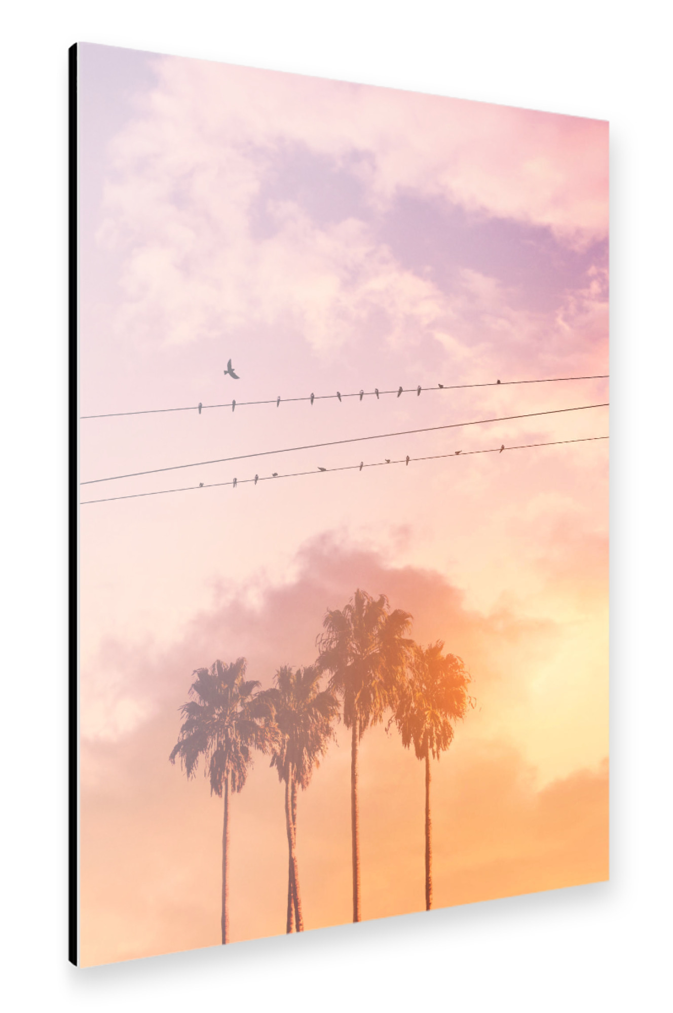 Alu-Dibond "BIRDS ON A WIRE" 75x50 cm artboxONE