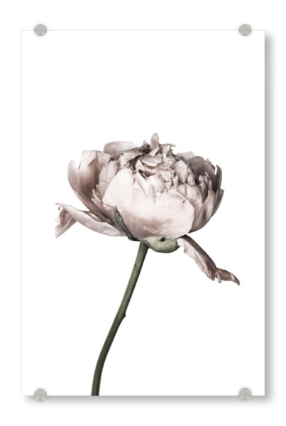 Acrylglasbild "Peony Photo" artboxONE - Floral - Pfingstrose,Blume,Nahaufnahme