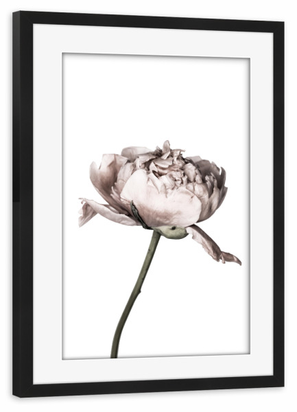 Poster mit Rahmen schwarz "Peony Photo" artboxONE - Floral - Pfingstrose,Blume,Nahaufnahme