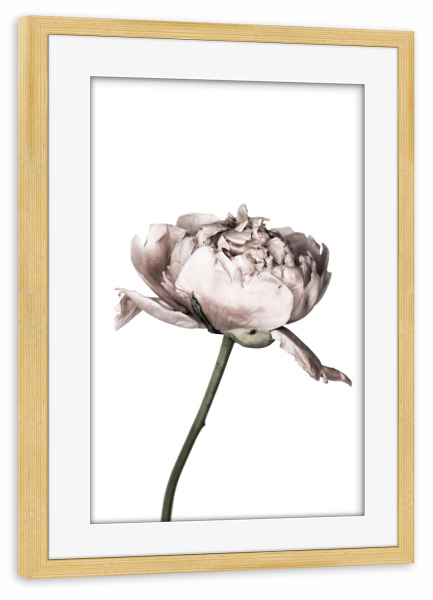 Poster mit Rahmen kiefer "Peony Photo" artboxONE - Floral - Pfingstrose,Blume,Nahaufnahme