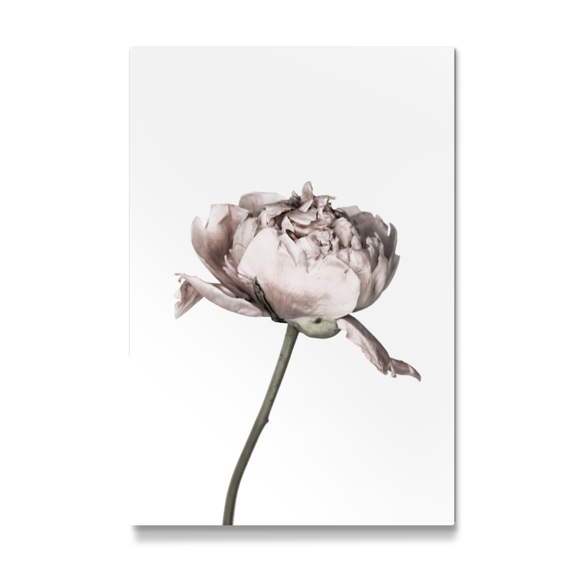 Galerie-Print "Peony Photo" 30x20 cm artboxONE