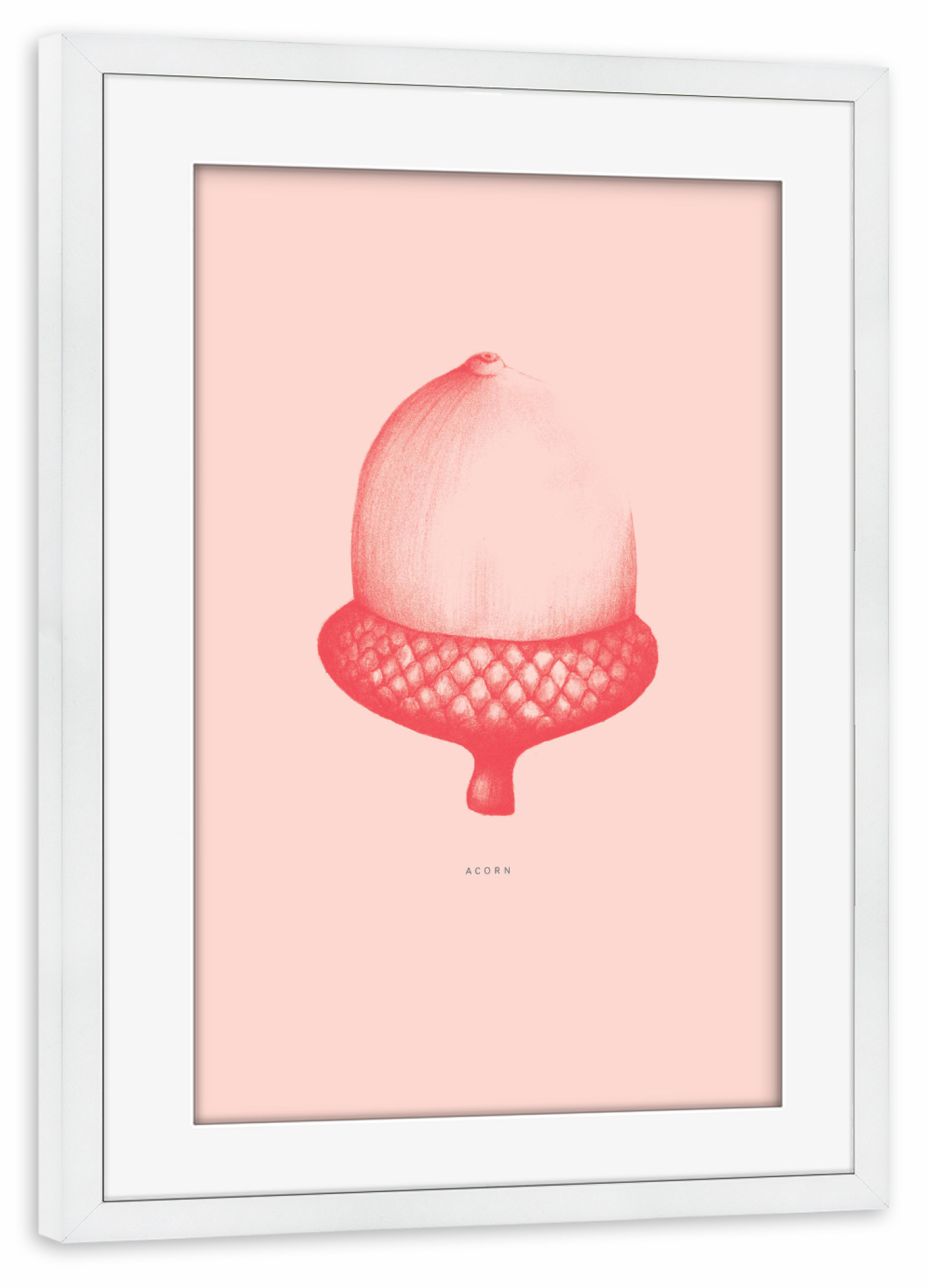 Poster mit Rahmen weiß "Beautiful acorn coral" artboxONE - Natur
