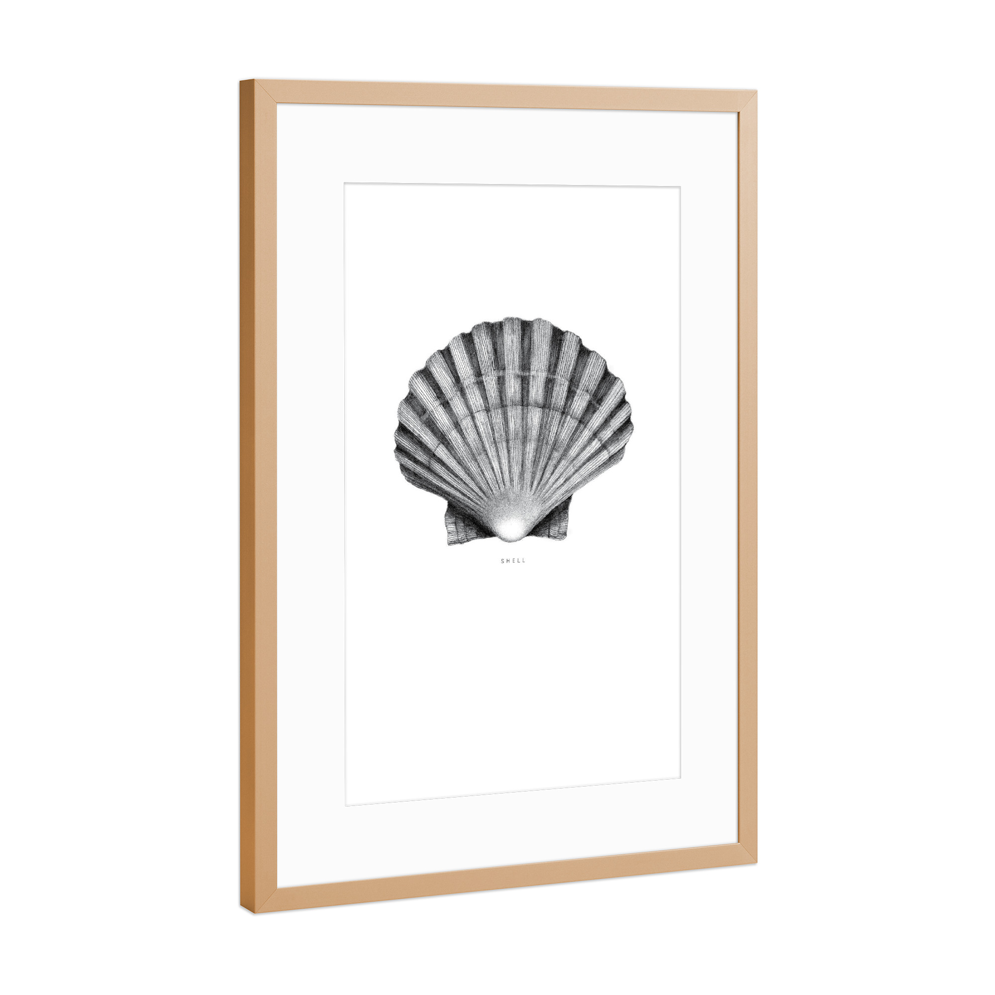 Poster mit Rahmen Kupfer "Beautiful shell black and white" artboxONE - Schwarzweiß,Unterwasser