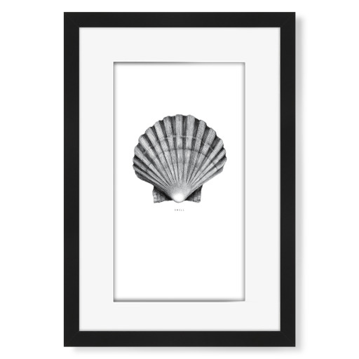 Beautiful shell black and white