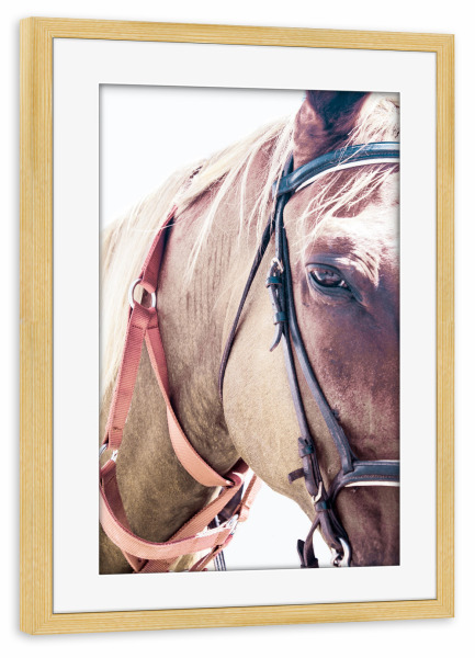 Poster mit Rahmen kiefer "Horses Face" artboxONE - Natur,Tiere,Für Mama