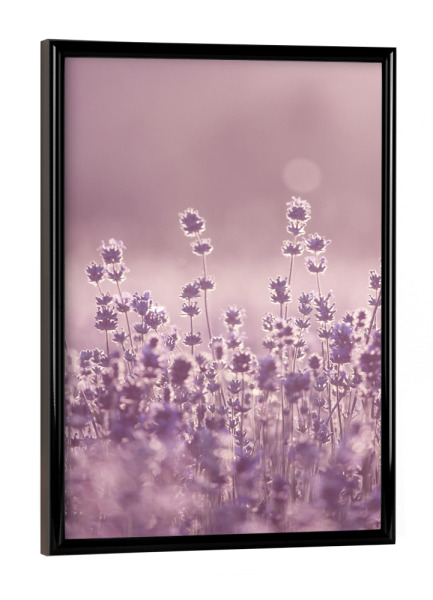 Poster mit schwarzem Rahmen "Lavender Sunset" artboxONE - Natur,Floral - Lavender,Field,Lavenderfield,Violet,Nature,Flower