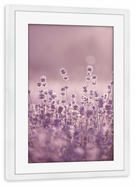 Poster mit Rahmen weiß "Lavender Sunset" artboxONE - Natur,Floral - Lavender,Field,Lavenderfield,Violet,Nature,Flower