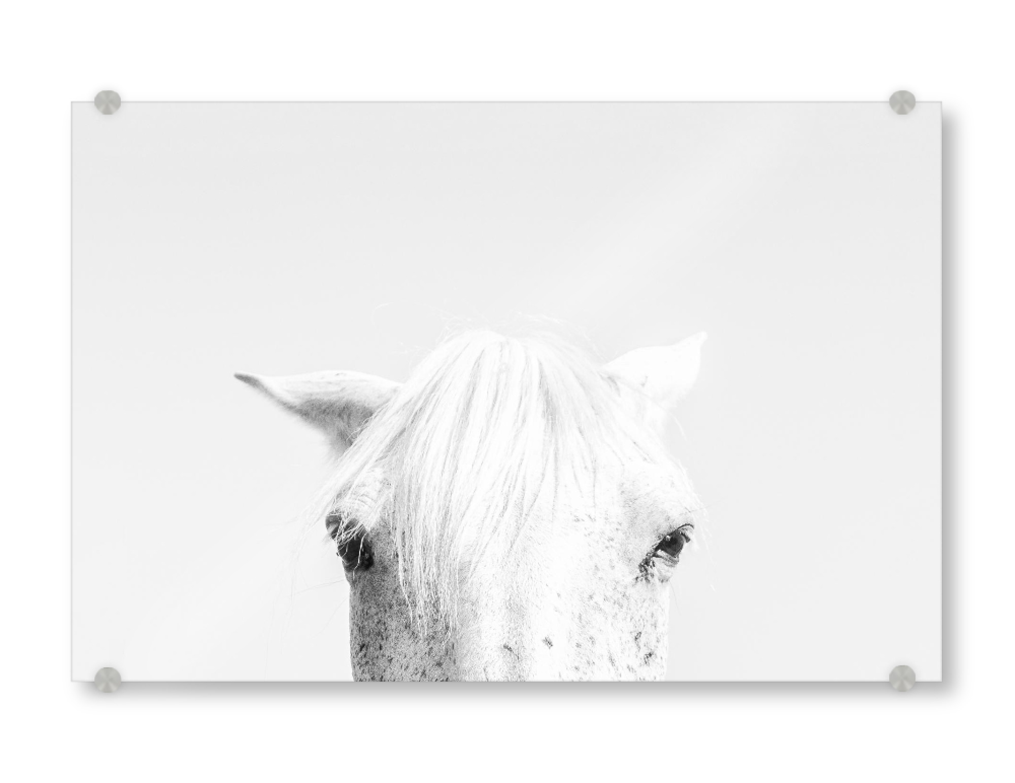 Acrylglasbild "White Horse Head" artboxONE - Natur,Tiere