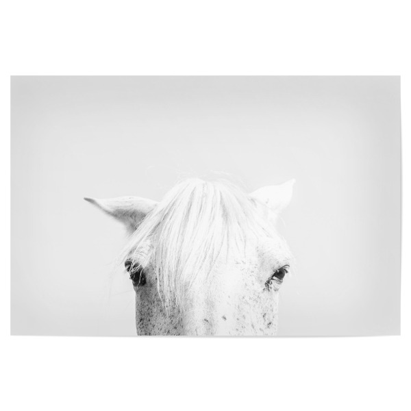 Poster "White Horse Head" artboxONE - Natur,Tiere